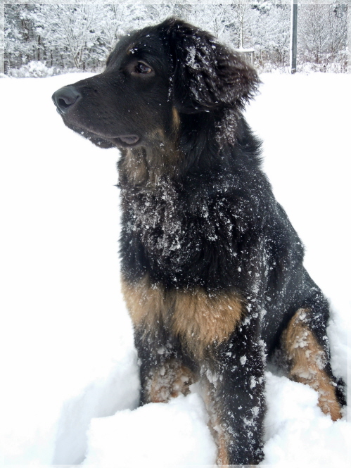 Basko im Schnee