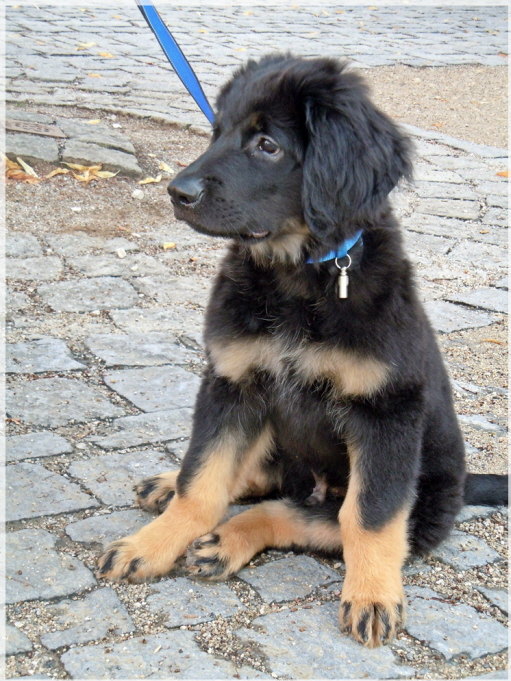 Basko in der Stadt