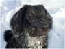 Basko mit Schneebart