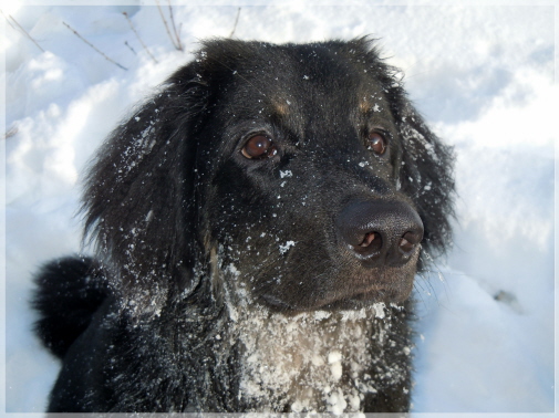 Basko mit Schneebart