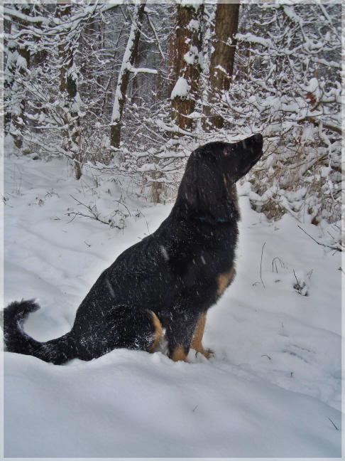 Baskos erster Schnee