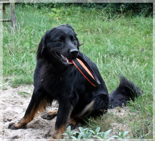 Bayo m Frisbee vk