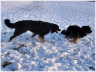 Fangspiele im Tiefschnee