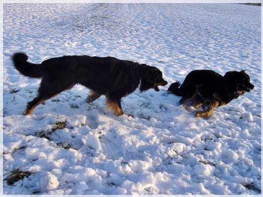 Fangspiele im Tiefschnee