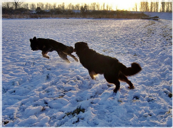schnelle Fangspiele im Tiefschnee 