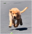 Flying dog