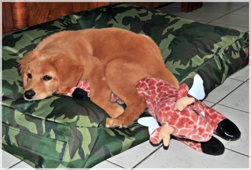 Gro�wildj�ger  mit Giraffe