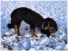 Hovawartkugel im Schnee