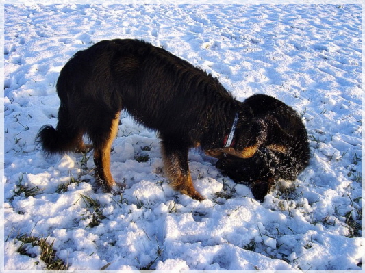 Hovawartkugel im Schnee