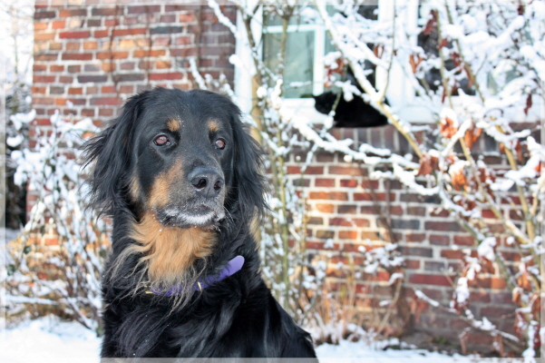 Ishtar im Schnee Dezember 2010