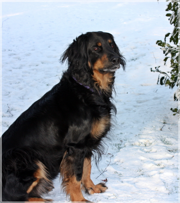 Ishtar im Schnee Dezember 2010