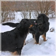 Ishtar mit Amy Jan 2010
