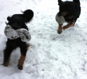 Ishtar und Amy wilde Jagd