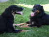 Aylin mit Ishtar