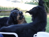 Aylin und Ishtar 