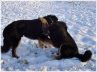 Schmusen im Tiefschnee