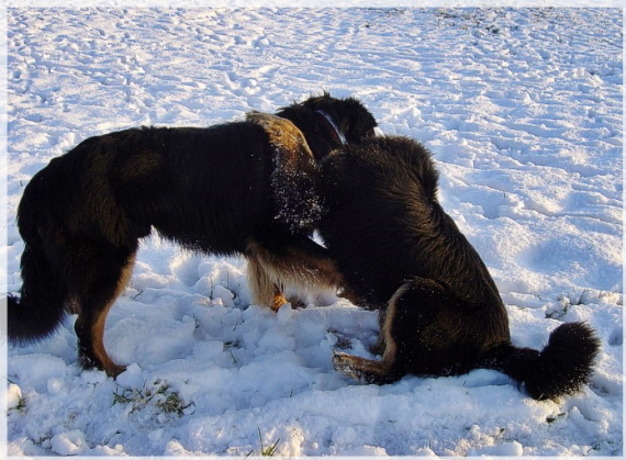 Schmusen im Tiefschnee