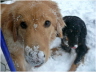 Schneenase Bero