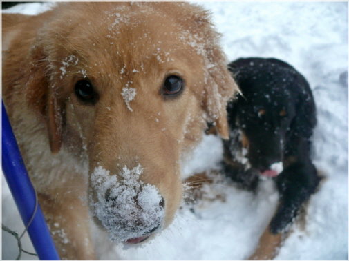 Schneenase Bero