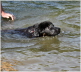 Schwimmwart