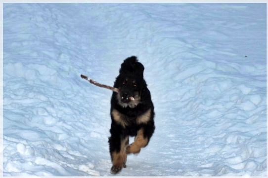 Sternenhexer in der Winternacht