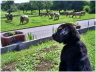 W�chter des Hofes