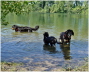 Wasserfreunde