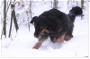 Ares im Tiefschnee im Dezember 2010