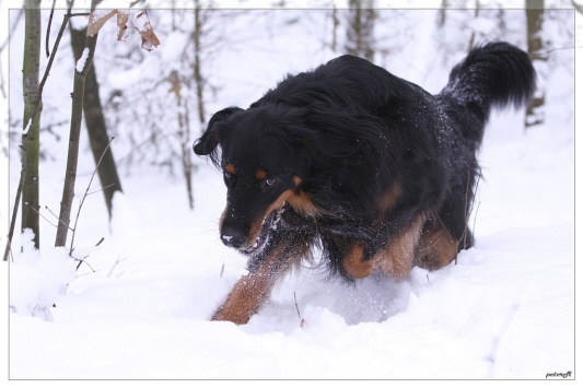 Ares im Tiefschnee im Dezember 2010