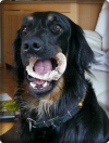 Hund g�nnt sich ja sonst nichts