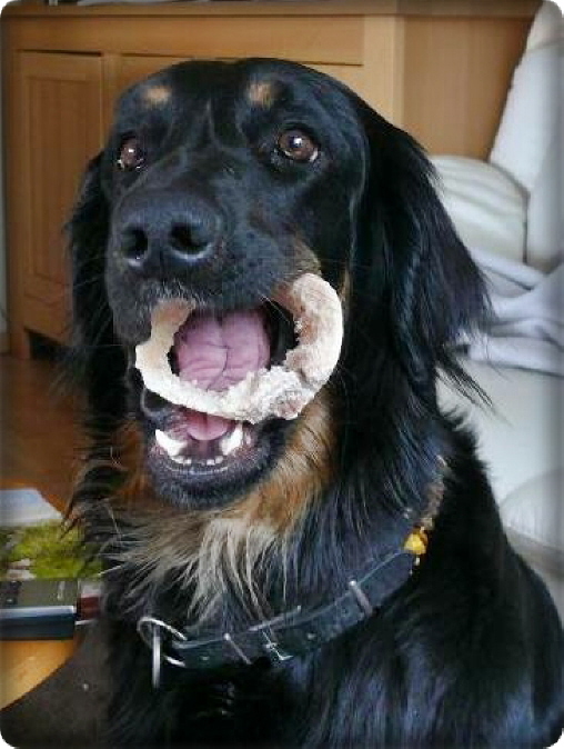 Hund g�nnt sich ja sonst nichts