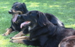 Ayla mit Ishtar