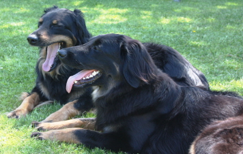 Ayla mit Ishtar