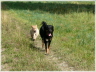 ich fang dich