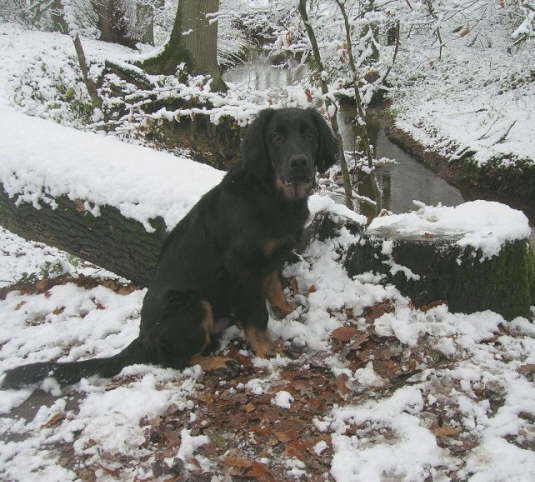 Andor im Schnee