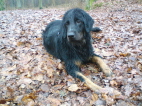 Andor im Laubwald 2