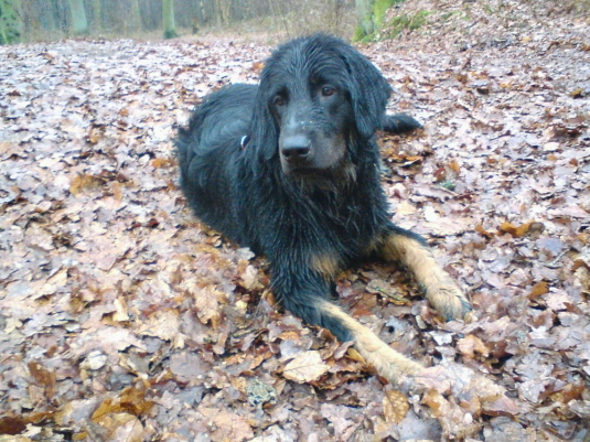 Andor im Laubwald 2