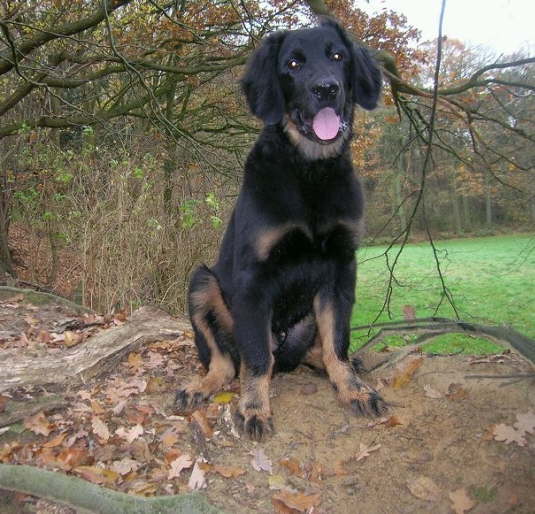 Andor im Wald