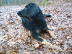 Andor im Laubwald