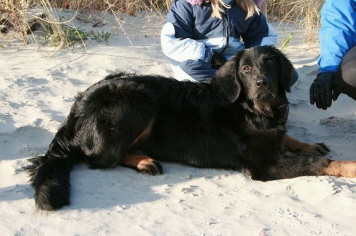 Ayla auf Langeoog