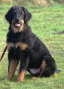 Antares Welpe 1