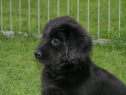 Alani als Welpe