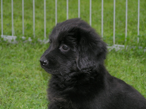 Alani als Welpe