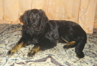 Alani als Junghund