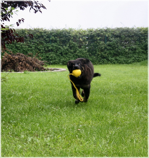 mein Ball