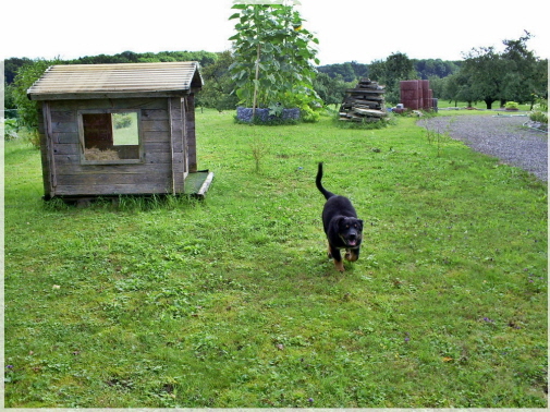mein Garten