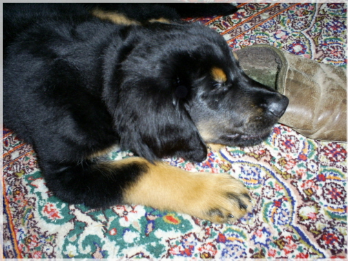 mein Schuhkissen