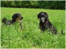 mein gro�er Freund Dustyn