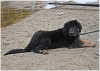 nasser Hund na und
