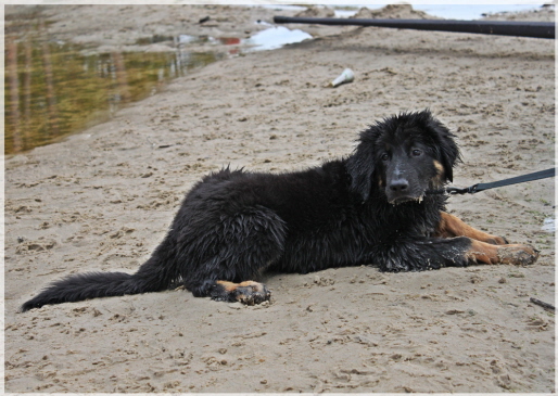 nasser Hund na und